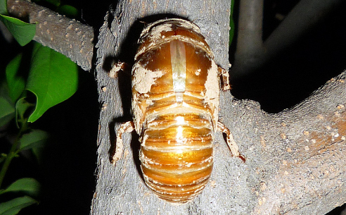 金蝉养殖用什么树木 金蝉养殖用什么树木