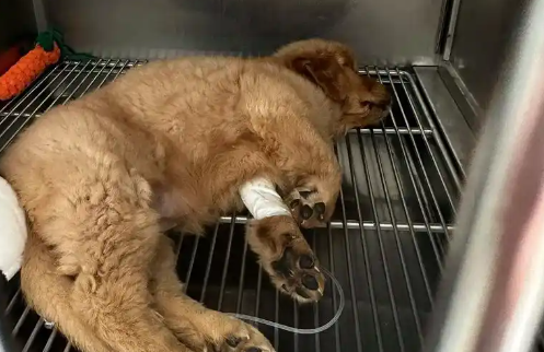 狗狗突然不吃不喝原因