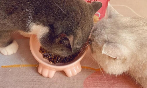 贵芬猫粮：营养与美味的完美结合！