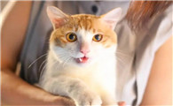 小猫一直叫怎么解决
