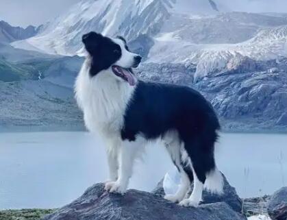 边牧的智商在狗狗中排第几 边牧的智商在狗狗中排第几