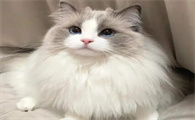 猫的肠胃为何较脆弱