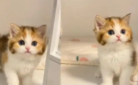 猫咪屁眼有血