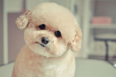 财迷小狗,钱只拿大的,不管钱藏在哪都能找出来,私房钱的终结者 财迷小狗,钱只拿大的,不管钱藏在哪都能找出来,私房钱的终结者