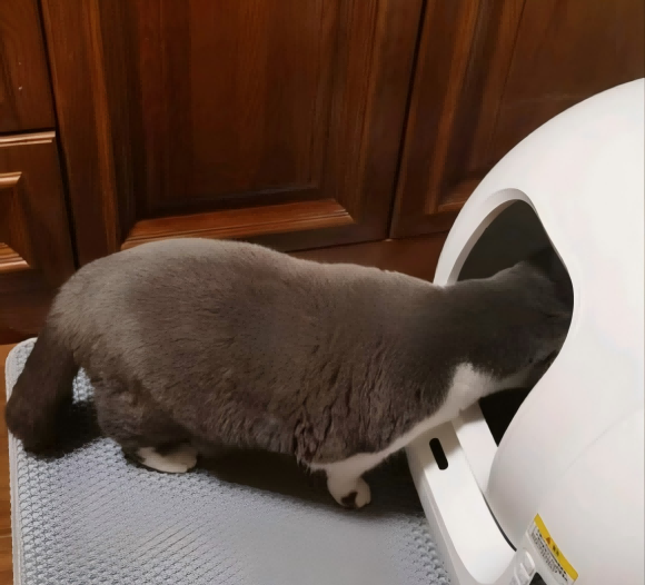 适合养猫新手的猫砂盆有哪些？小佩智能猫砂盆怎么样？