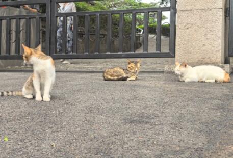 如何判断猫咪是否应激