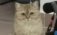 猫咪喝自来水会怎么样