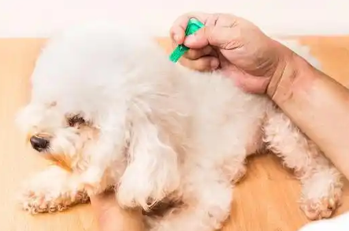 狗狗体内驱虫药可以拌在狗粮里吗 狗狗体内驱虫药可以拌在狗粮里吗