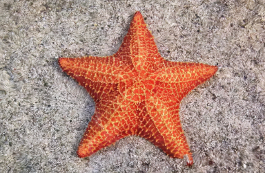 海星什么季节最肥