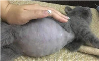 猫干性传腹的症状及治疗