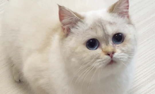 猫咪软便是什么原因导致的