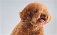 泰迪犬:你真的了解这些“卷毛小精灵”吗?