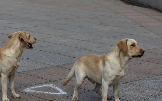 拉布拉多犬优缺点全解析:适合家庭饲养的真相 拉布拉多犬优缺点全解析:适合家庭饲养的真相