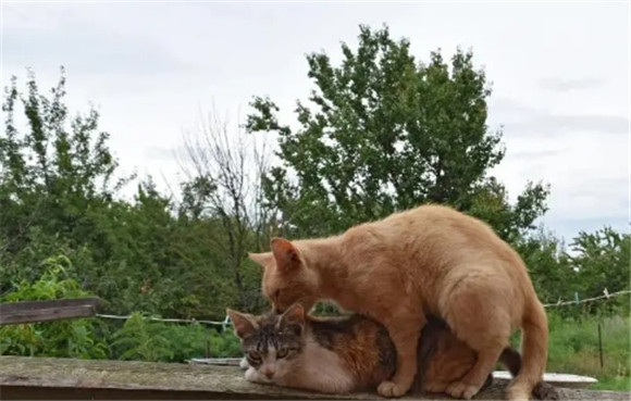 猫咪咬手怎么纠正 猫咪咬手怎么纠正