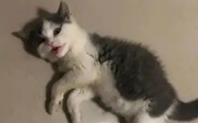 猫传腹可以喝牛奶吗