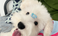 狗狗打完针脖子上有个疙瘩是咋回事
