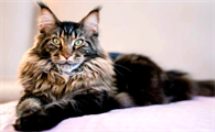 猫咪打完疫苗没精神嗜睡正常吗