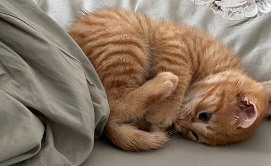猫咪营养不良怎么办