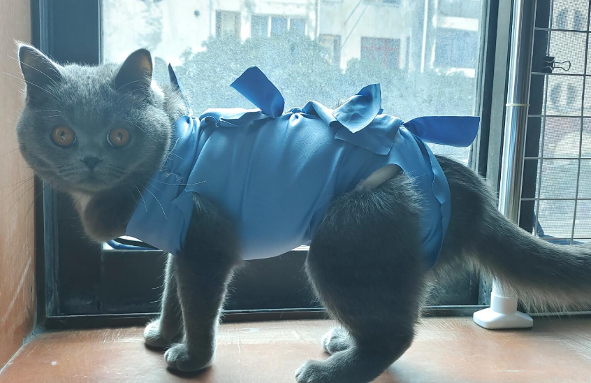 猫咪喝自来水会怎么样 猫咪喝自来水会怎么样