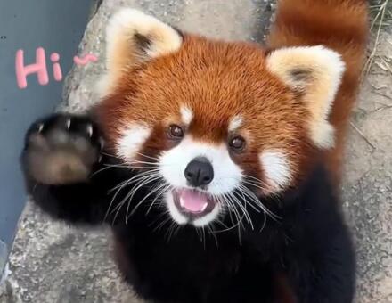 小熊猫长大是大熊猫吗 小熊猫长大是大熊猫吗