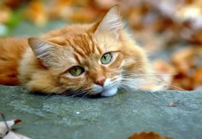 猫咪脱水了应该怎么办 猫咪脱水了应该怎么办