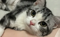 猫咪张嘴吐舌头