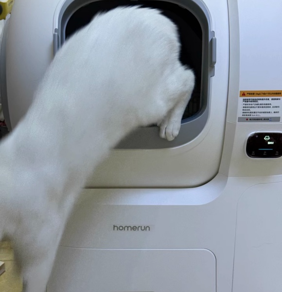 猫砂盆怎么用?KO厕所危机,拒做“随地大小喵” 猫砂盆怎么用?KO厕所危机,拒做“随地大小喵”