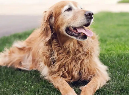 FDA批准犬用口服驱虫药Credelio Quattro，可预防六种寄生虫