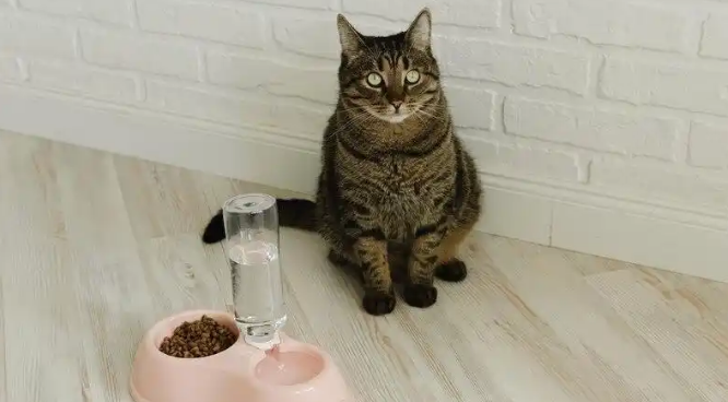奶猫什么时候可以吃猫粮
