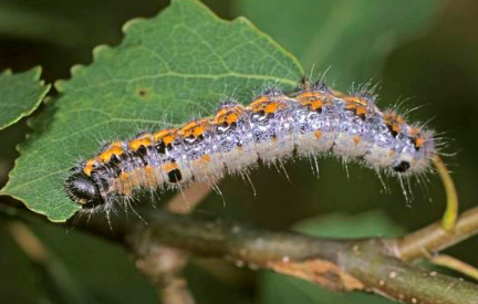 毛毛虫的窝长什么样 毛毛虫的窝长什么样