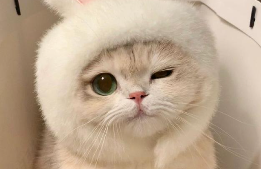 猫咪犯错可以关禁闭吗 猫咪犯错可以关禁闭吗