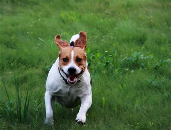 比格犬是一种适合在家里喂养的狗狗吗？快来了解一下吧