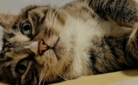 猫咪口水臭是什么原因