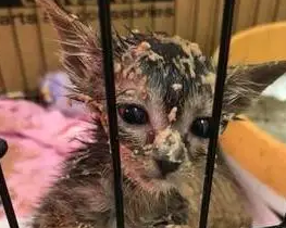 女子救了一窝猫,第一次吃肉泥不小心掉进成了脏脏猫 女子救了一窝猫,第一次吃肉泥不小心掉进成了脏脏猫