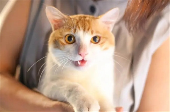 小猫一直叫怎么解决