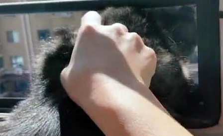 猫咪打碎主人杯子被教训,猫咪伤心大哭,猫咪气不过竟然要跳窗 猫咪打碎主人杯子被教训,猫咪伤心大哭,猫咪气不过竟然要跳窗