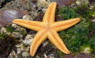 海星泡酒有什么功效