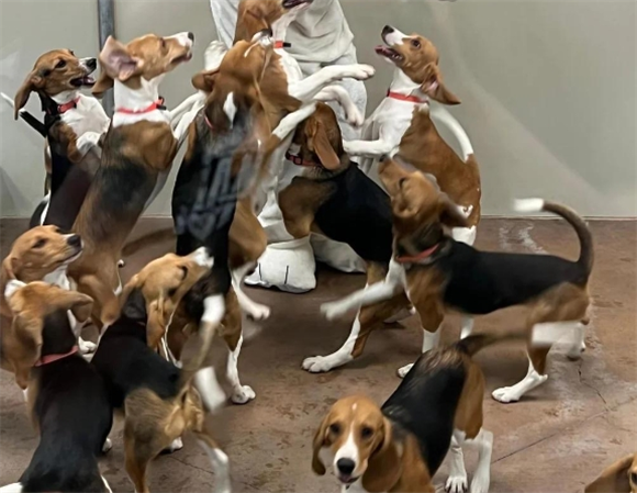 拒绝精神内耗,向“比格犬”学习! 拒绝精神内耗,向“比格犬”学习!