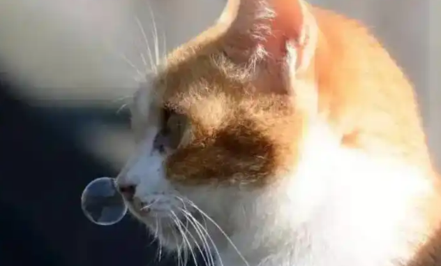 猫咪一天打几个喷嚏算正常 猫咪一天打几个喷嚏算正常