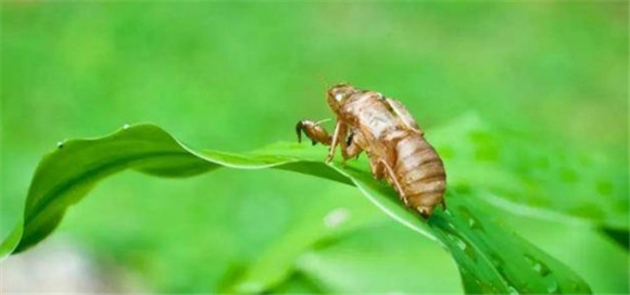 金蝉种子到哪里去买 金蝉种子到哪里去买