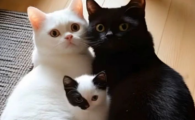 猫咪到处撒尿的解决办法