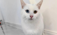 猫尿味为什么那么重