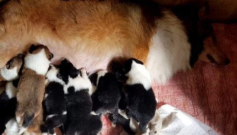 宠物狗走失5年后,在离家2公里外被找到,这些年它经历了什么? 宠物狗走失5年后,在离家2公里外被找到,这些年它经历了什么?