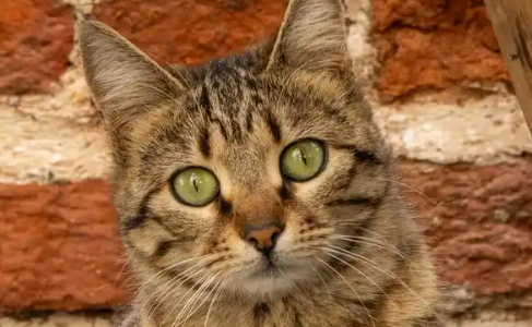 猫咪吐黄水有泡沫不吃东西