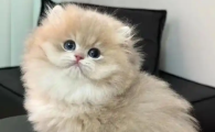 母猫尿血是来月经了吗
