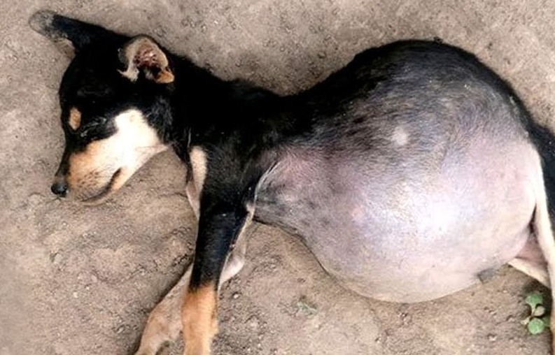 狗狗腹水了一定会死吗