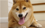威尔斯柯基犬属于柯利犬吗?今天就来聊聊这个话题