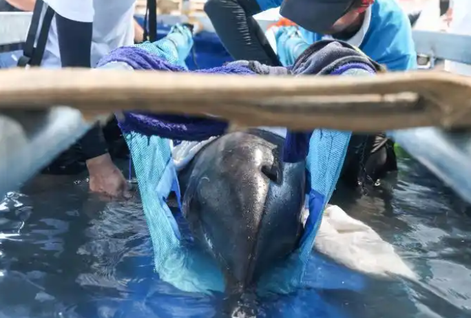 海南三亚:糙齿海豚被成功放归大海 海南三亚:糙齿海豚被成功放归大海