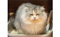 猫咪几个月大开始发情