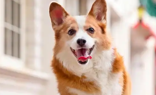 王室专宠：威尔斯柯基犬究竟有什么样的魅力？